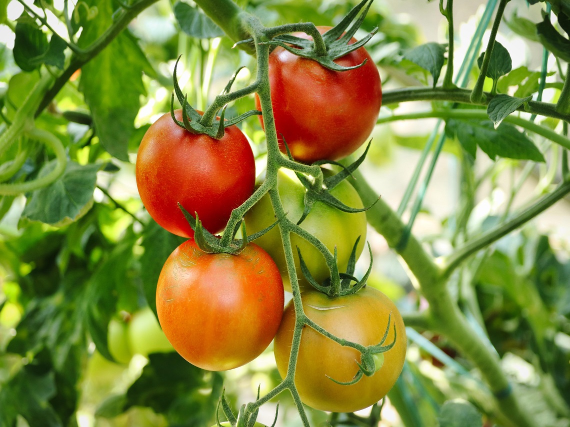 Pomodori
