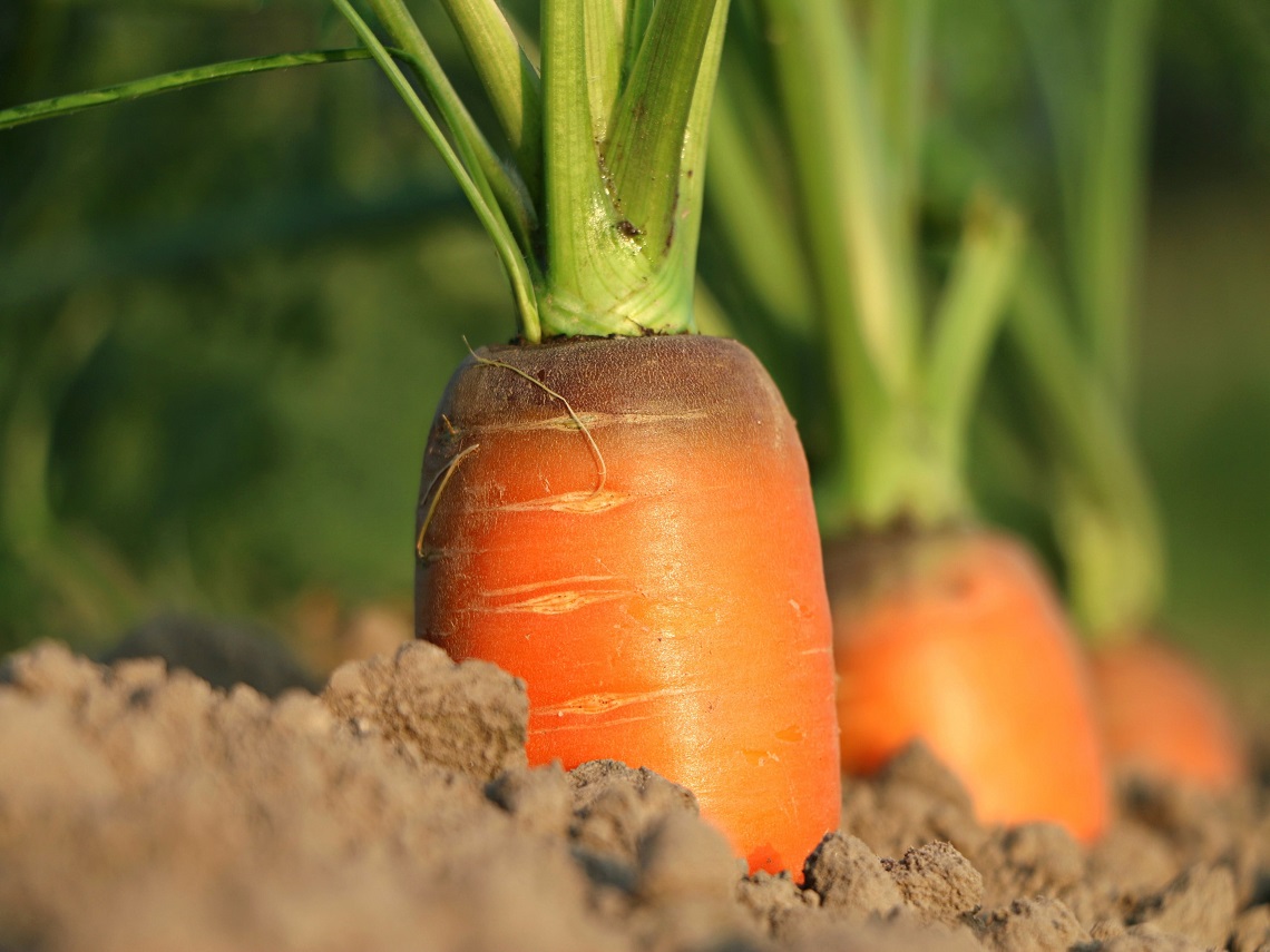 agricoltura