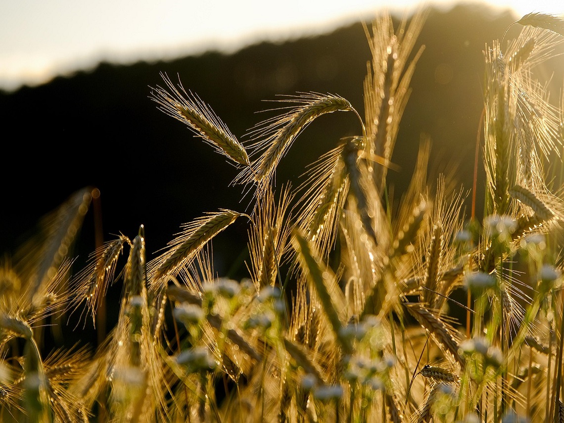 spighe di grano