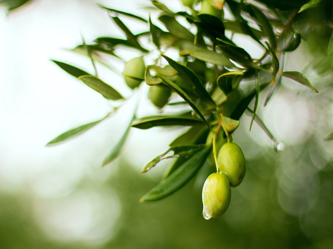 olio olive