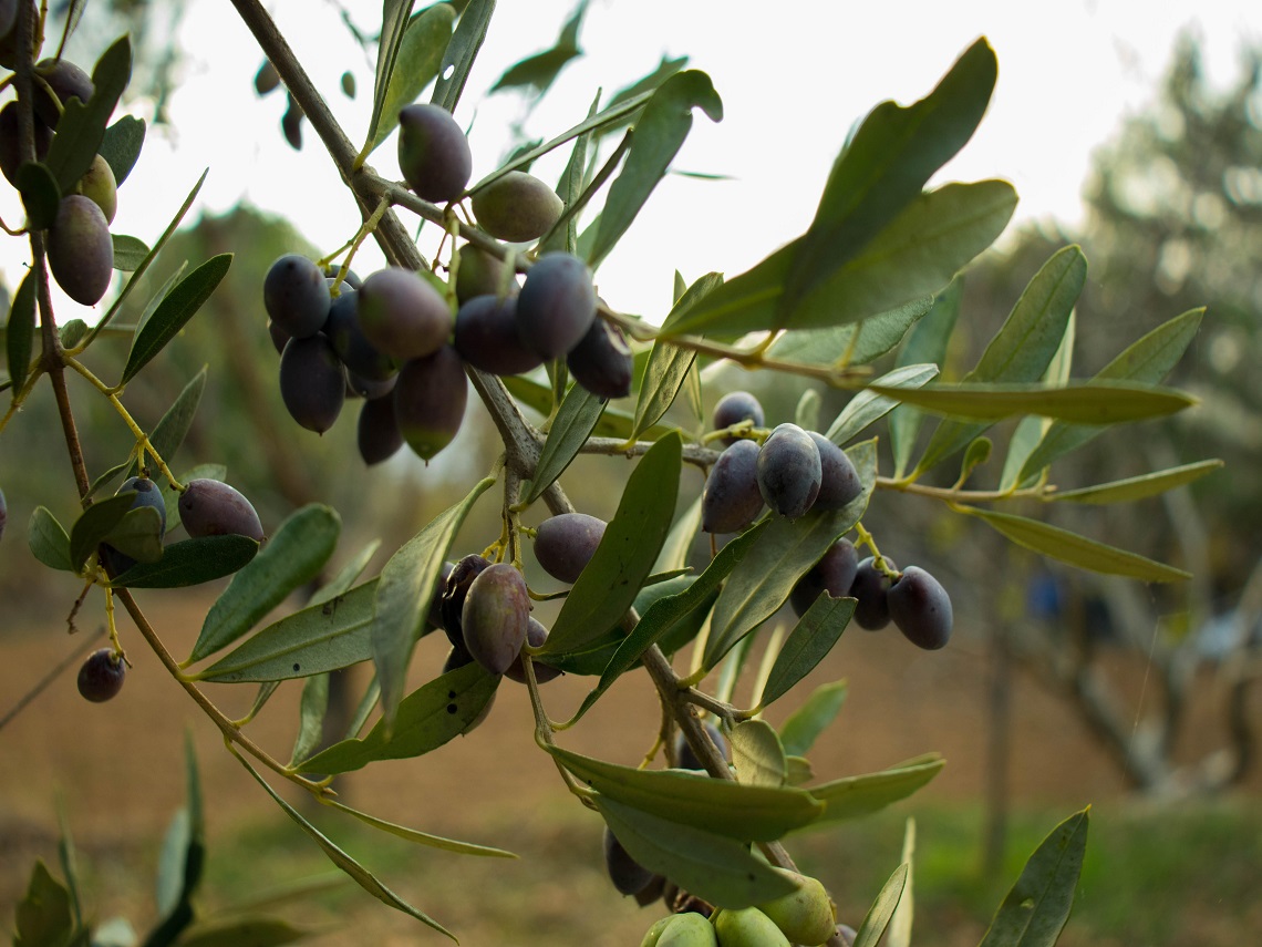 ulivi xylella