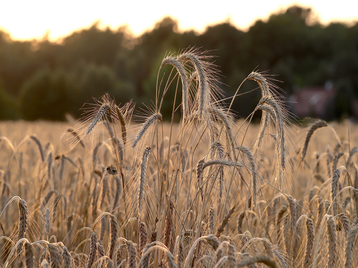campi di grano