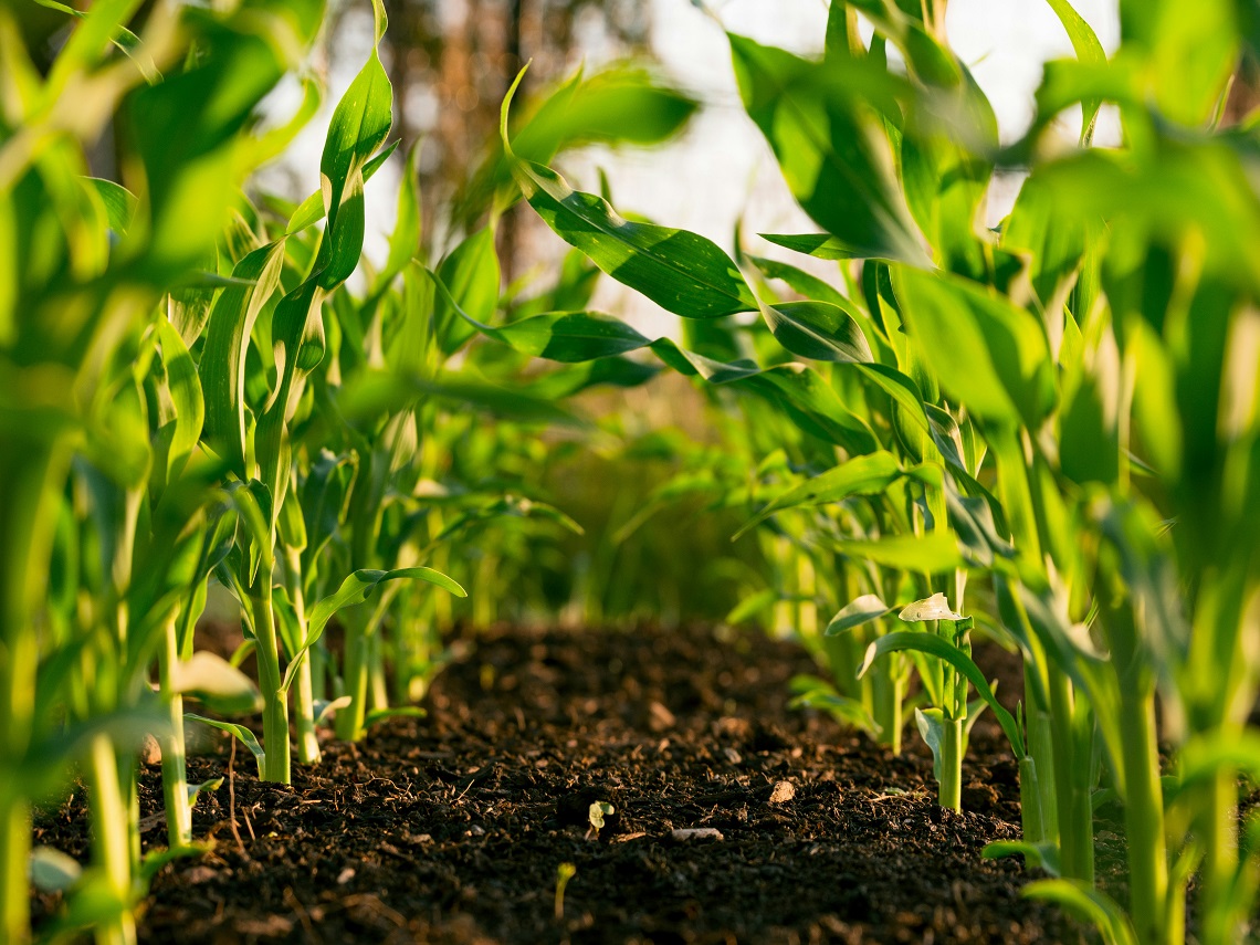 agricoltura
