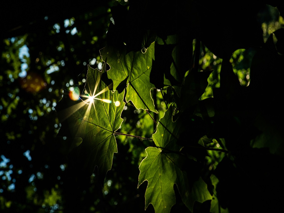 fotosintesi